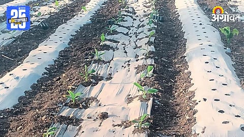 Banana Cultivation