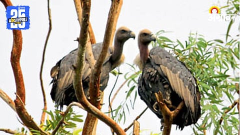 Wildlife Conservation 