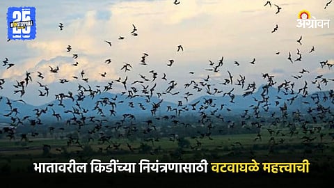 Bats in Agriculture