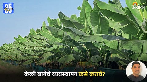 Banana Farming