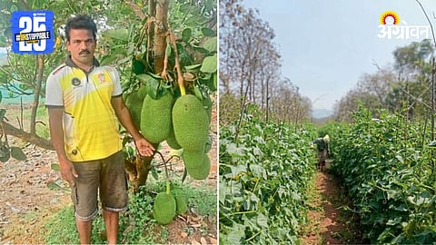 Vegetable Farming 