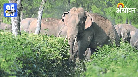 Elephant Rampage 