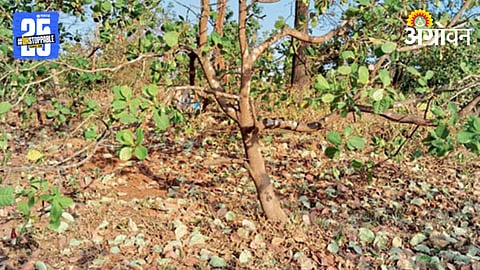 Cashew Crop Damage 
