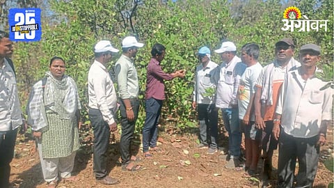 Cashew Orchard Inspection