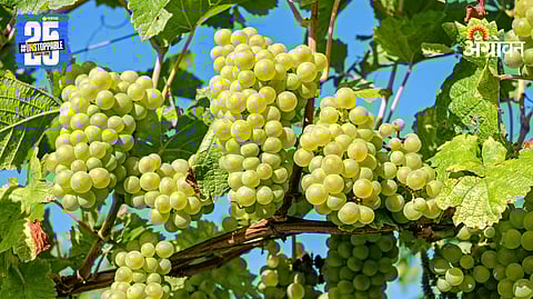Grape Export