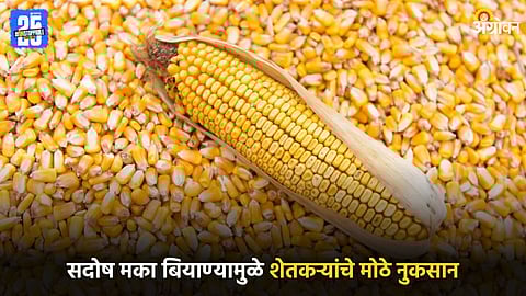 Maize