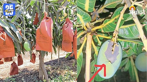 Mango Production