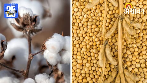 Cotton Soybean 