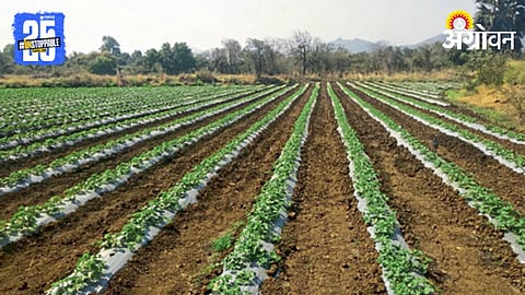 Agriculture 