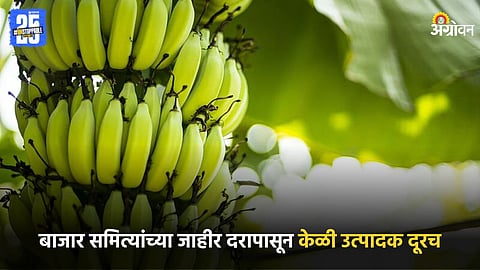 Banana Farming