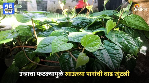 Betel Leaf