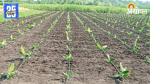 Crop specific Water Management