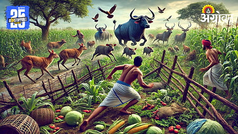 Wild Animal Crop Damage 