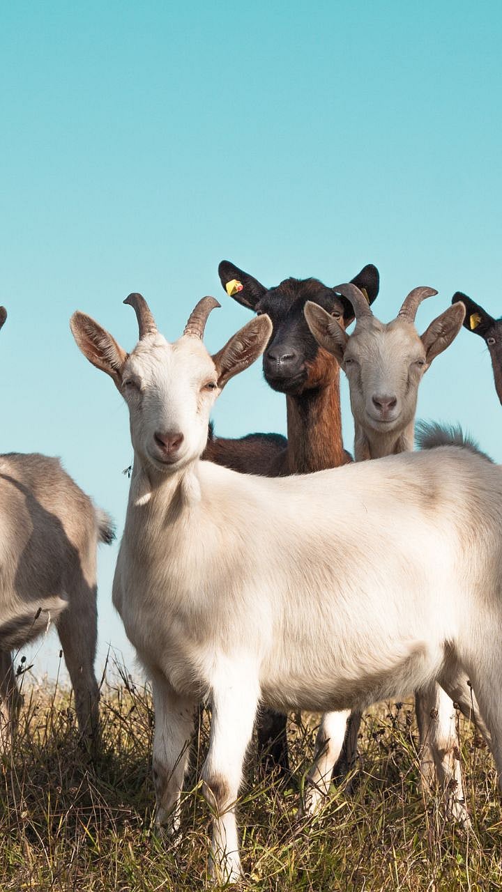 Sanen Goat : भरघोस दूध, मांस उत्पादनासाठी पाळा सानेन शेळ्या|Why You ...