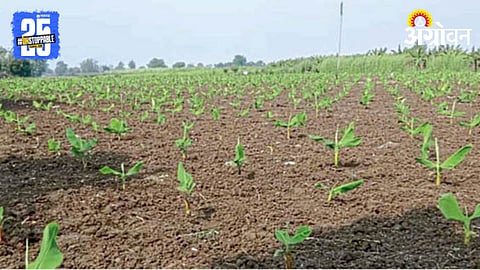Banana Plantation 