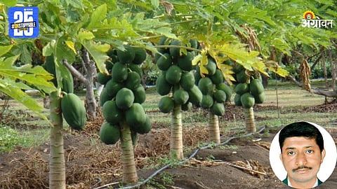 Papaya Farming