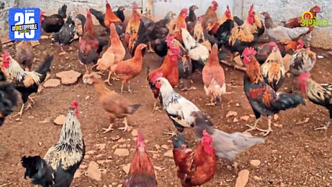 Desi Poultry Farming