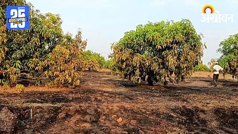 Mango Crop 