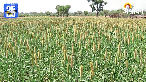 Fodder Cultivation 