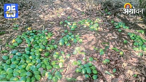 Mango Crop Damage