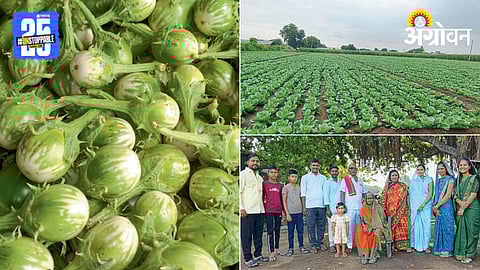 Brinjal Farming 