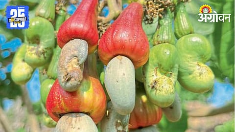 Cashew Crop 