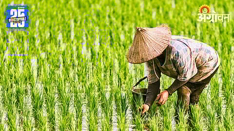 China Agriculture Policy