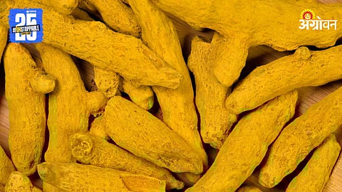 Turmeric