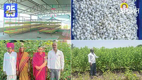 Silk Farming 