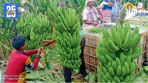 Banana Export