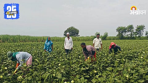 Okra Production