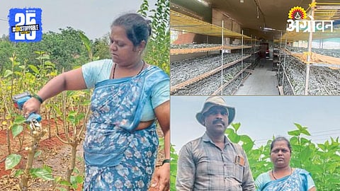 Sericulture 