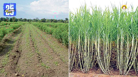 Agriculture