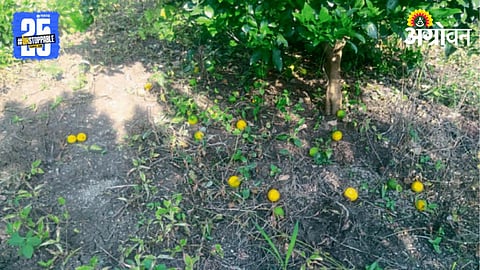 Orange Fruit Drop : संत्रागळती नियंत्रणात अन्नद्रव्यांचे महत्त्व