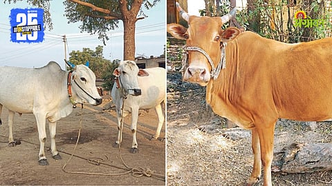 Indian Livestock