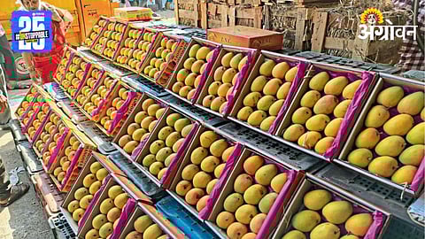 Mango Market