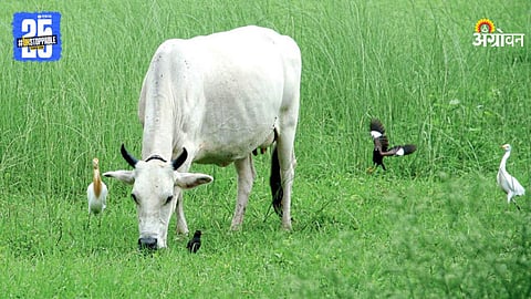 Animal