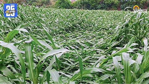 Crop Damage