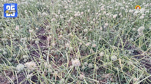 Crop Damage