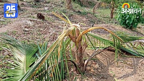 Crop Damage