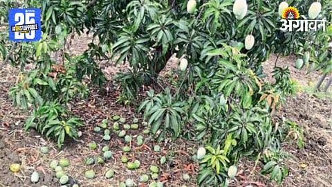 Crop Damage