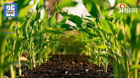 Organic Farming 