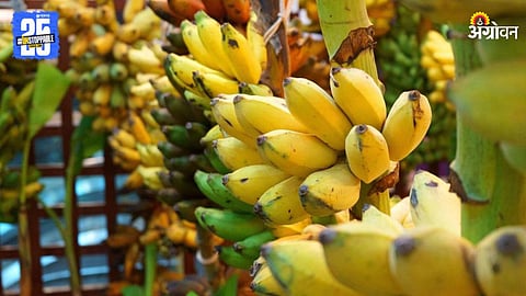 Banana Price