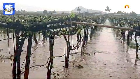 Rain Crop Loss