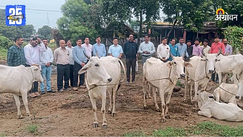 Indigenous Cattle Mathura Labhan