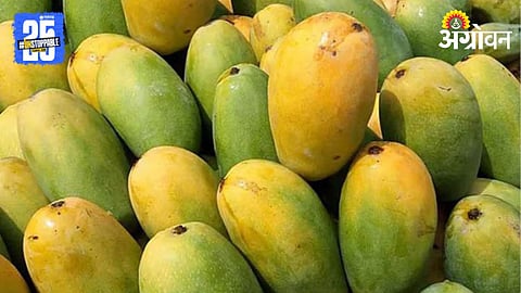 Desi Mango