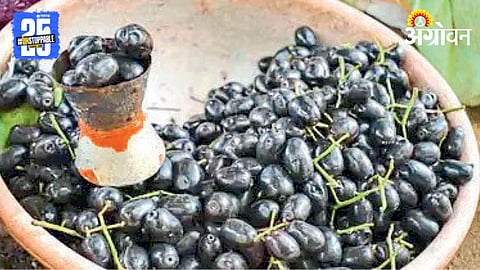 Jamun Market