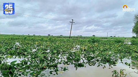 Rain Crop Damage