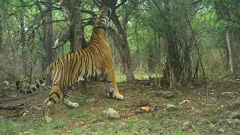 Tiger Attack