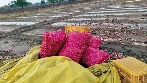 Onion Crop Damage